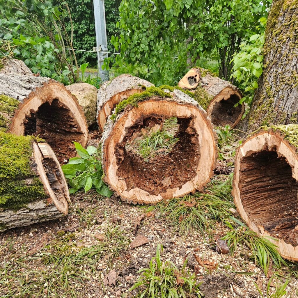 ARBO CASTI - Abattage d'arbre à Villeréal