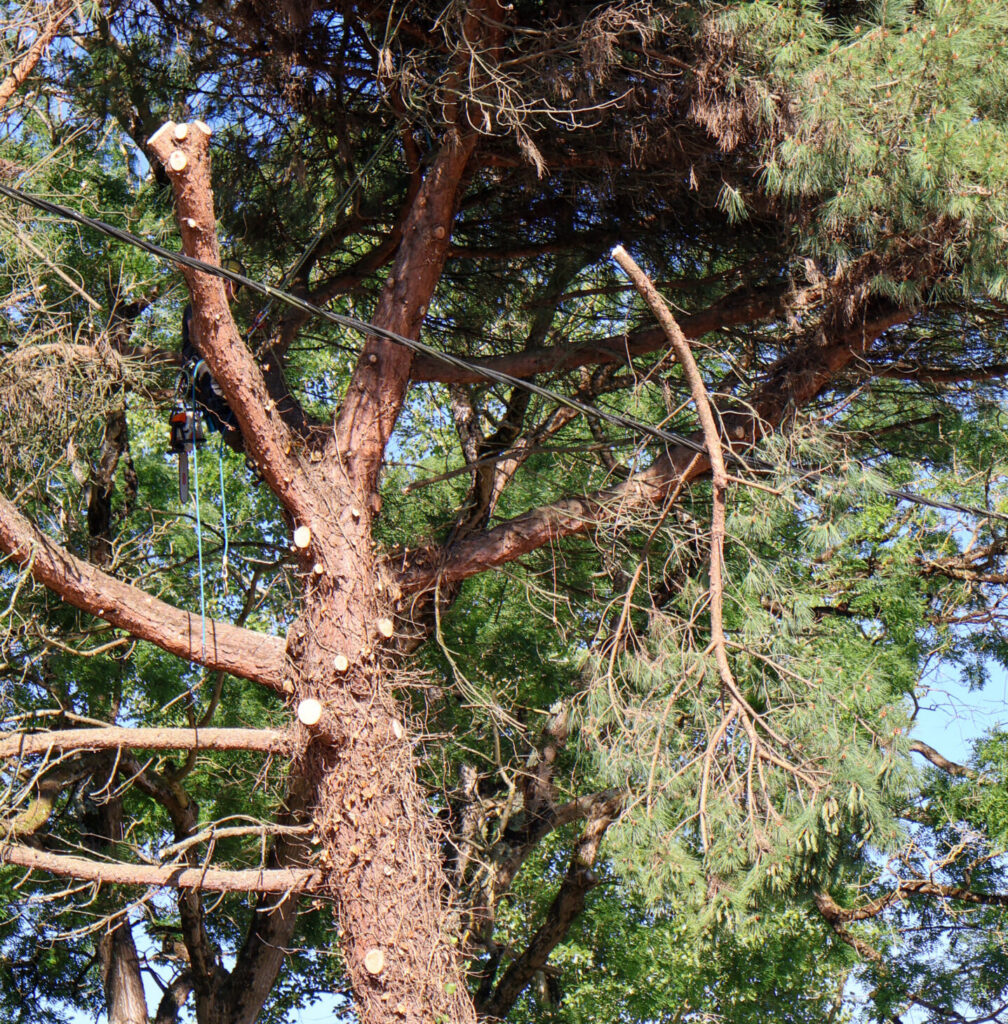 ARBO CASTI - Elagueur à Castillonnès