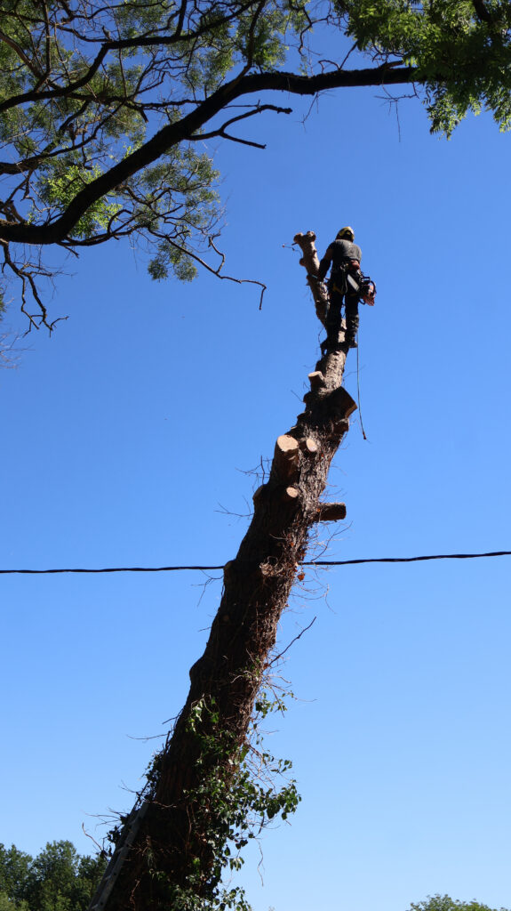 ARBO CASTI - Coupe d'arbre à Castillonnès