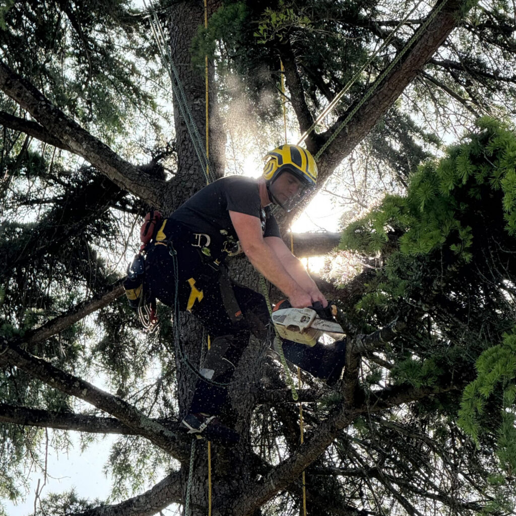 ARBO CASTI - Elagage d'arbre à Villeneuve-sur-Lot