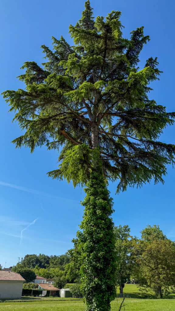 ARBO CASTI - Elagage d'arbre à Monfalnquin