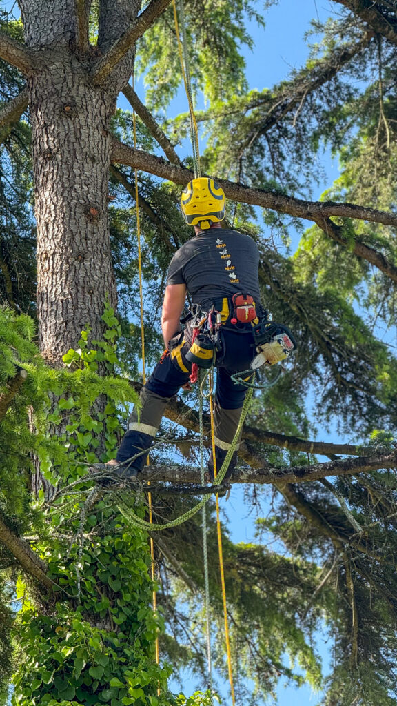 ARBO CASTI - Elagueur à Castillonnès