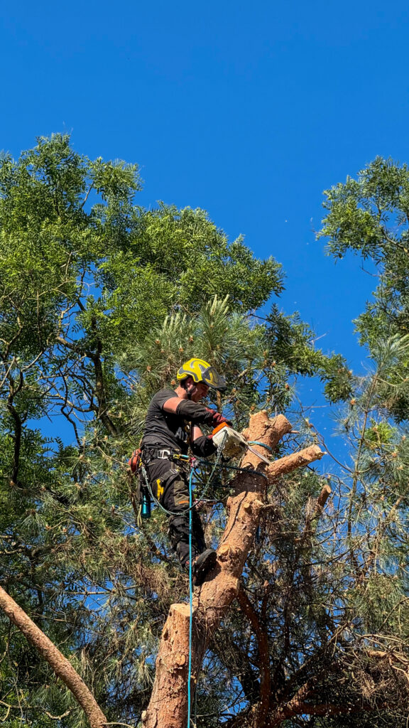 ARBO CASTI - Coupe d'arbre à Castillonnès