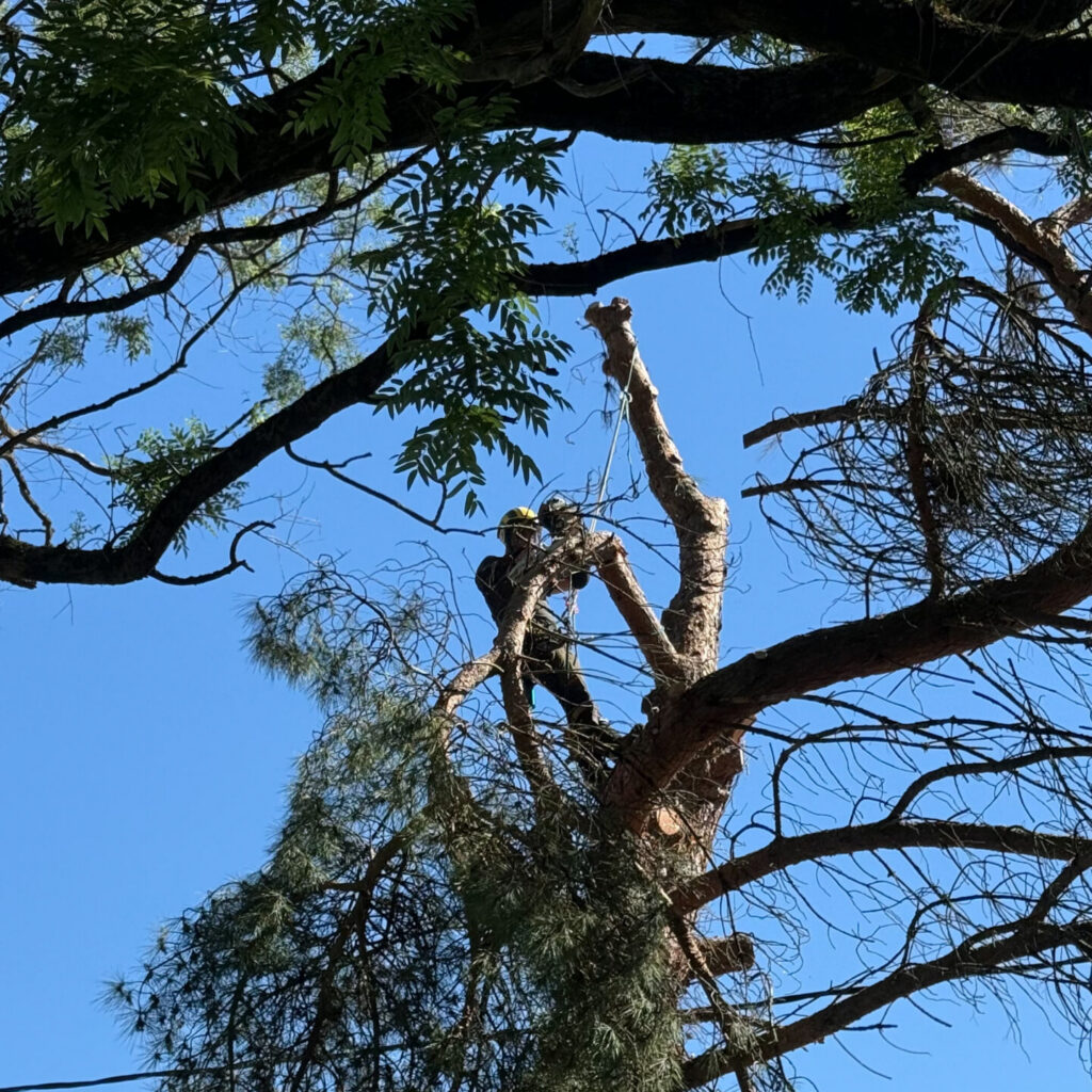 ARBO CASTI - Démontage d'arbre à Bergerac